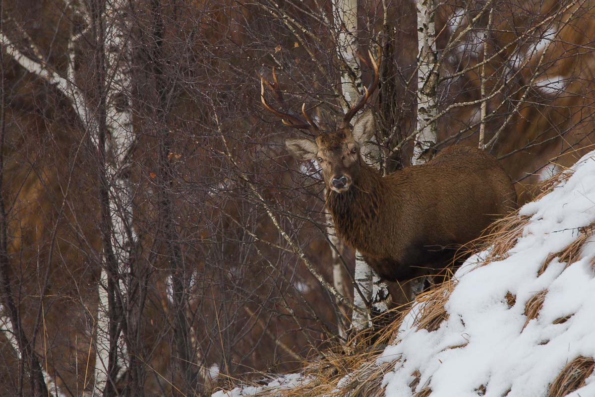 Cervo allo stato libero (Alpi Orobie)