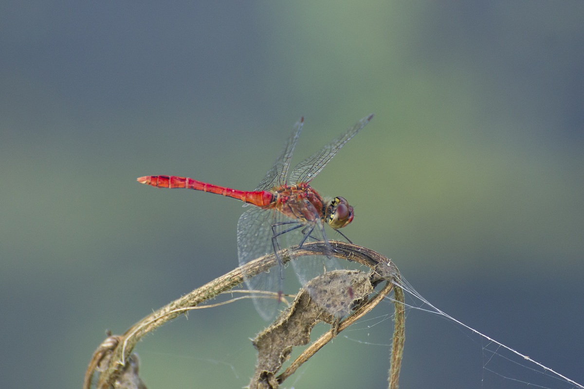 Libellula rossa