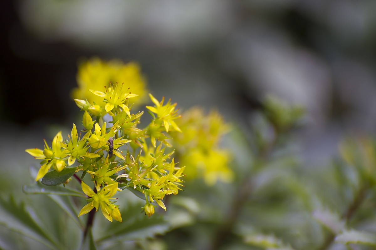 Sedum acre