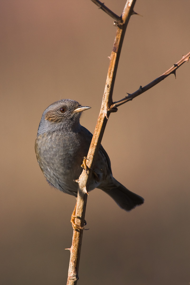 Passera scopaiola...