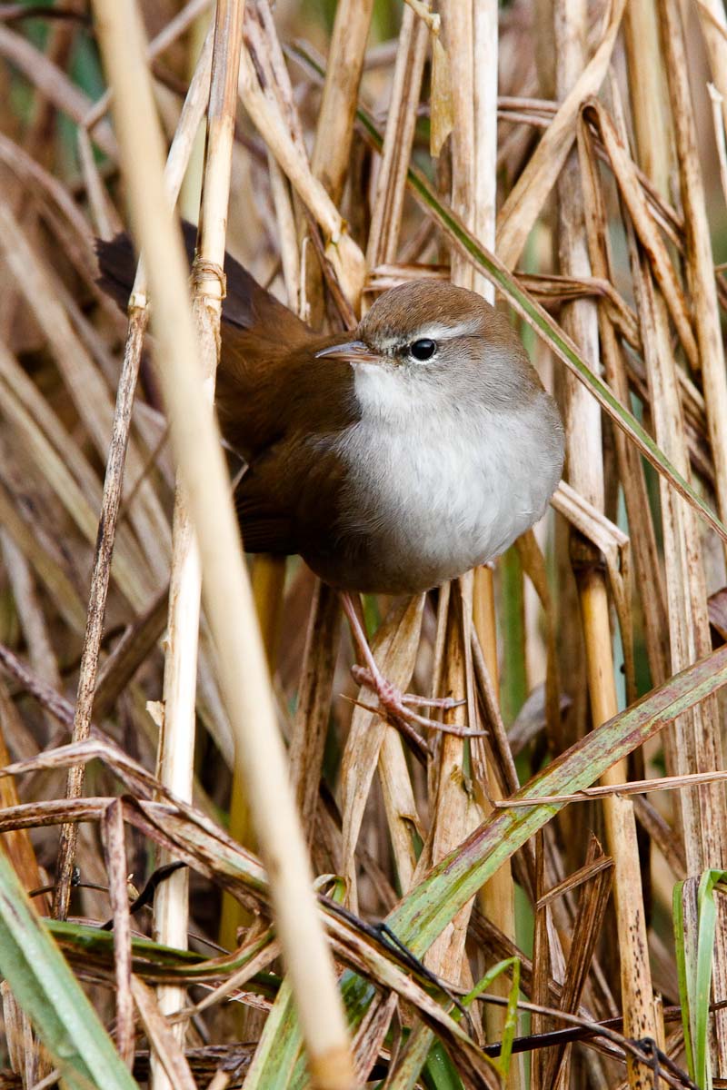 Usignolo di fiume...