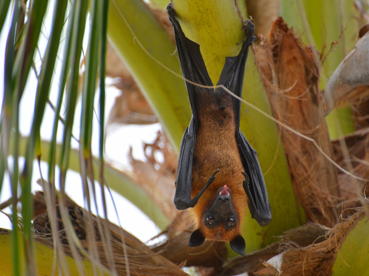 Pipistrello della frutta