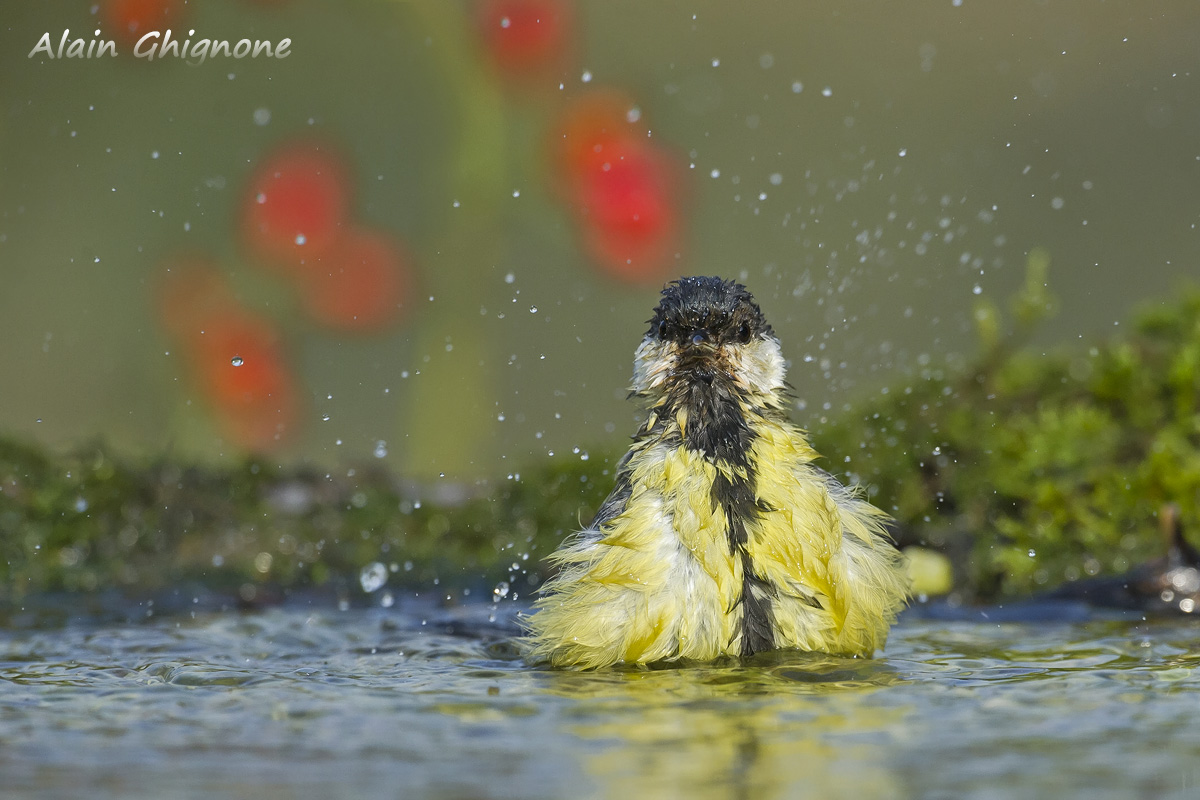 ma che ti guardi????