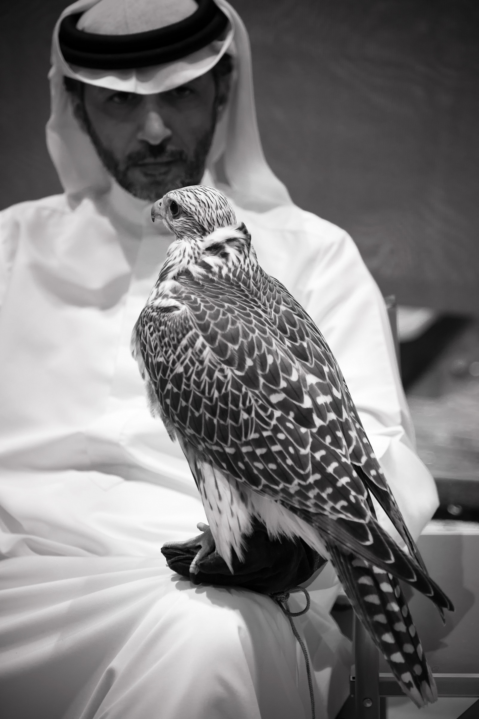 Falconeria negli Emirati
