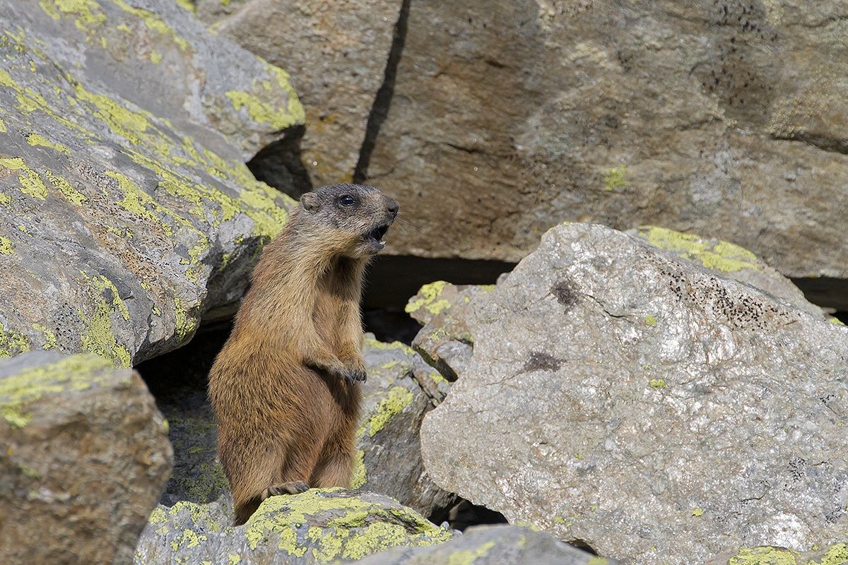 marmotta
