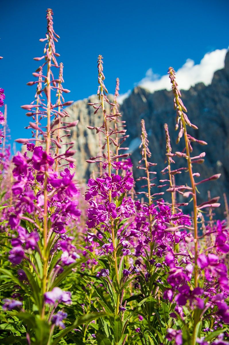 Mountain Flowers