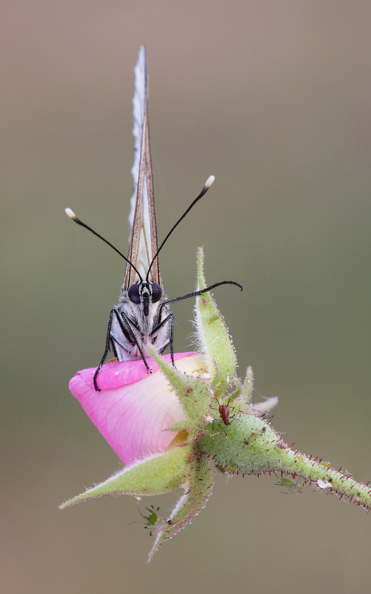 Saluto alla Aporia maniera! ah ah ah...