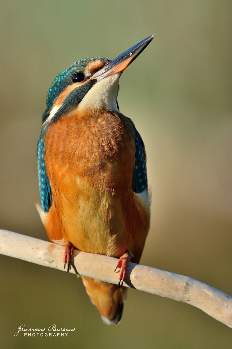 Kingfisher