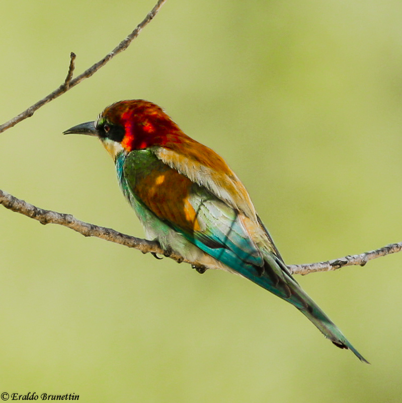 Bee-eater (Merops apiaster)