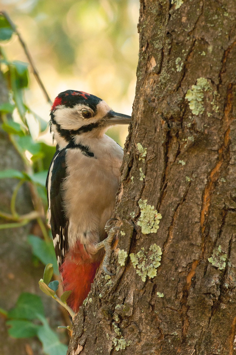 Picchio rosso maggiore juv