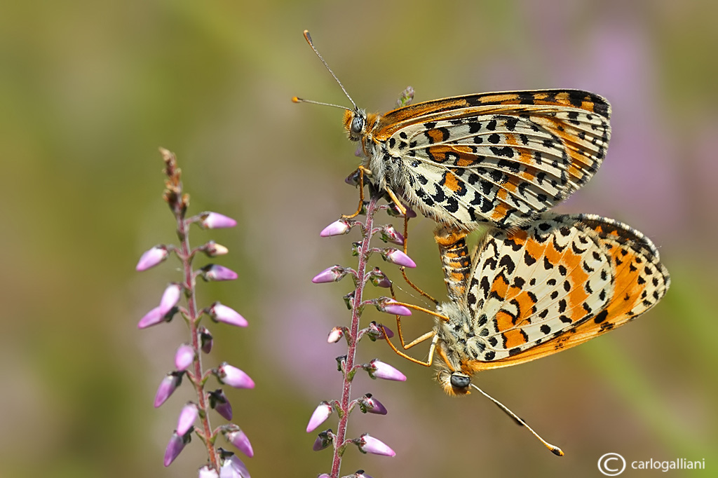 Melitaea didyma