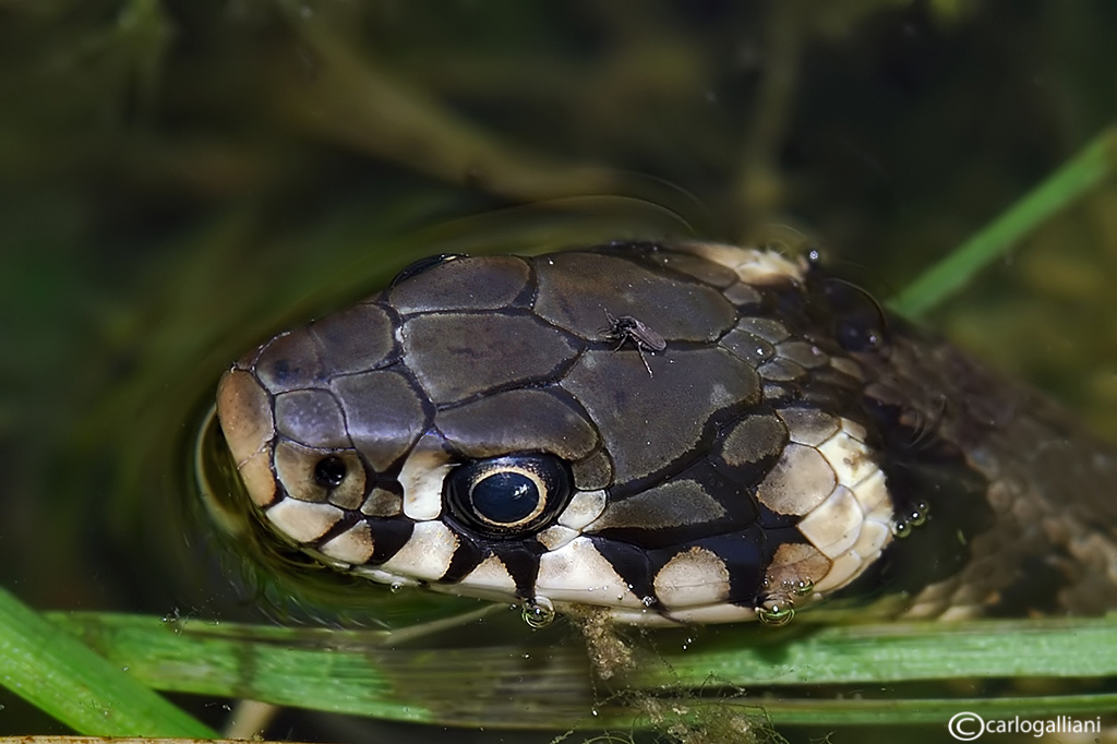 Grass Snake