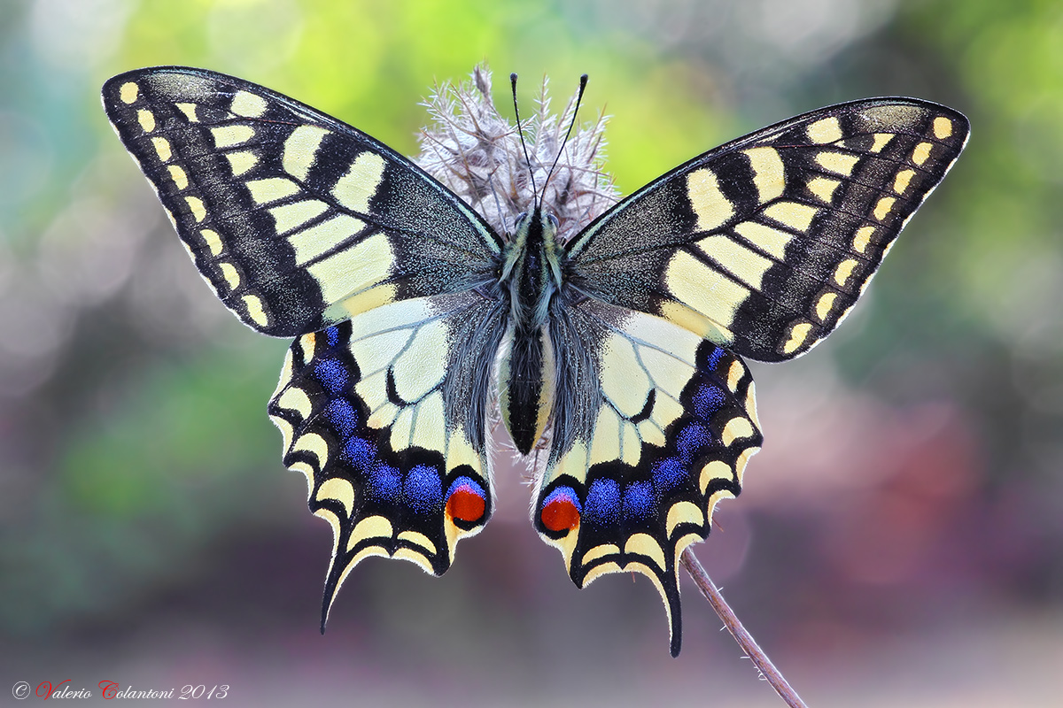 Papilio machaon
