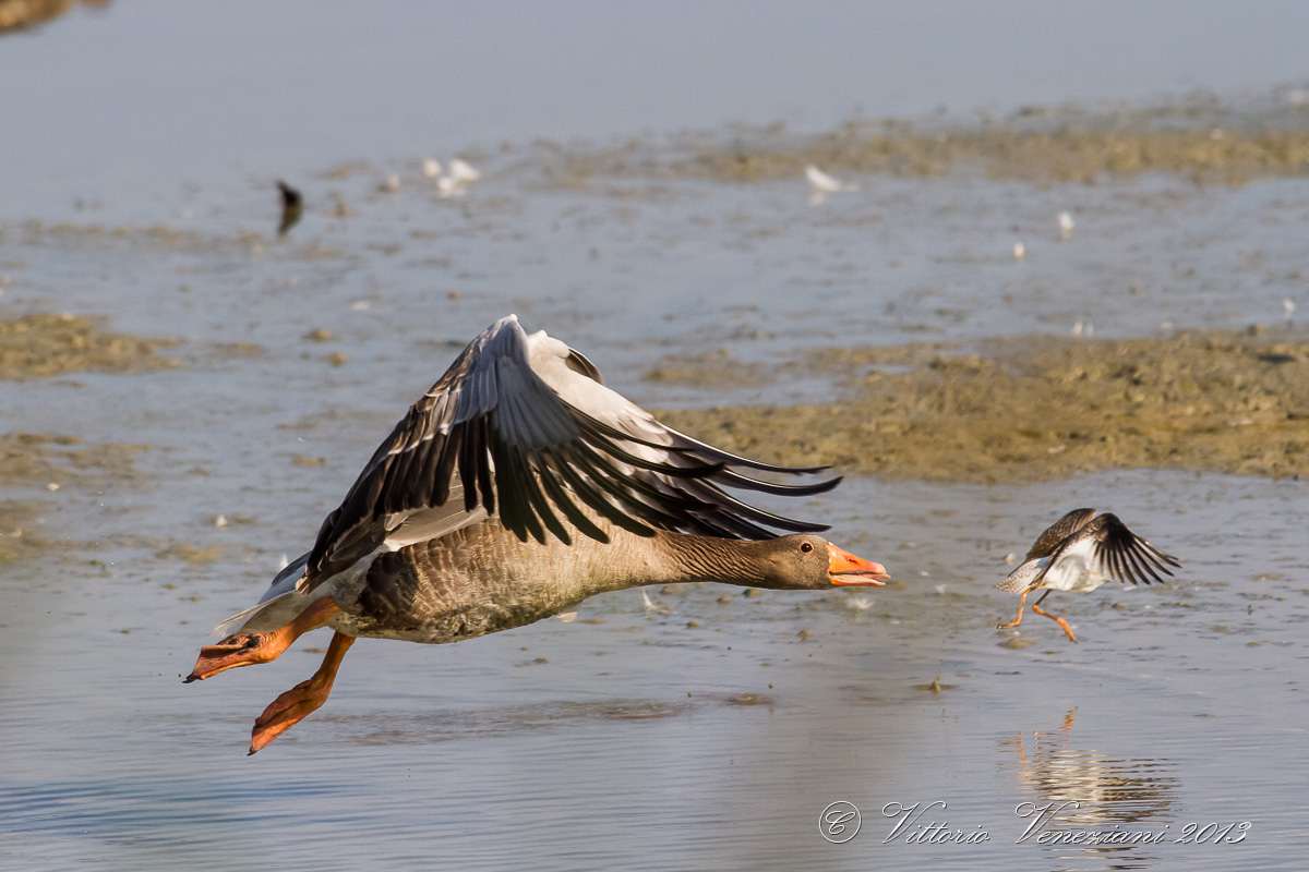 escape for two ...........