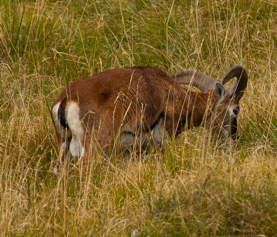 Muflone (Ovis musimon)