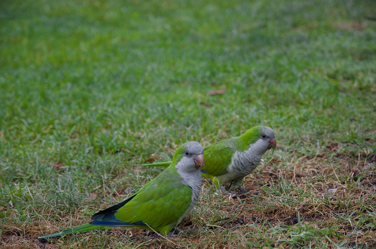 Companions in adventure ...