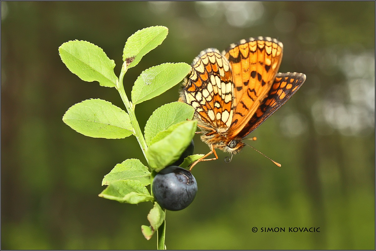 Melitaea aurelia