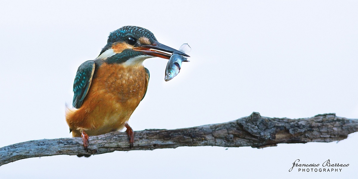 Kingfisher with fish