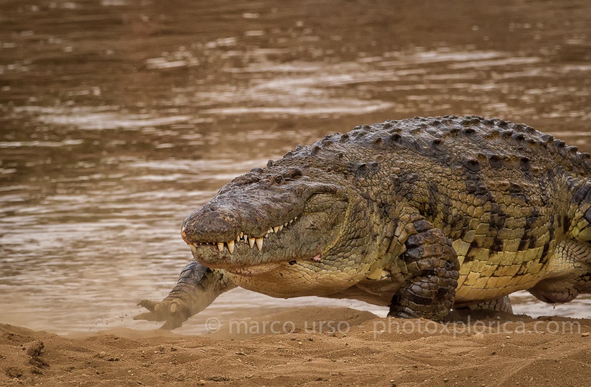 Incontro al crossing