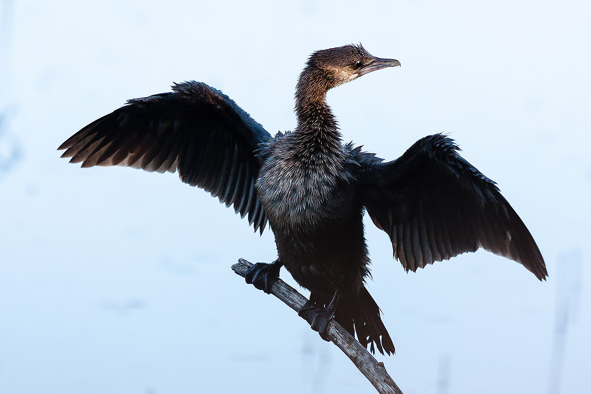 Pygmy Cormorant