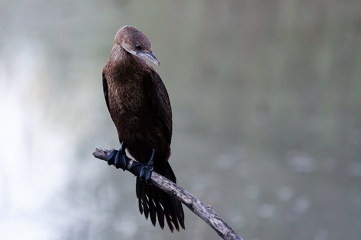 Pygmy Cormorant