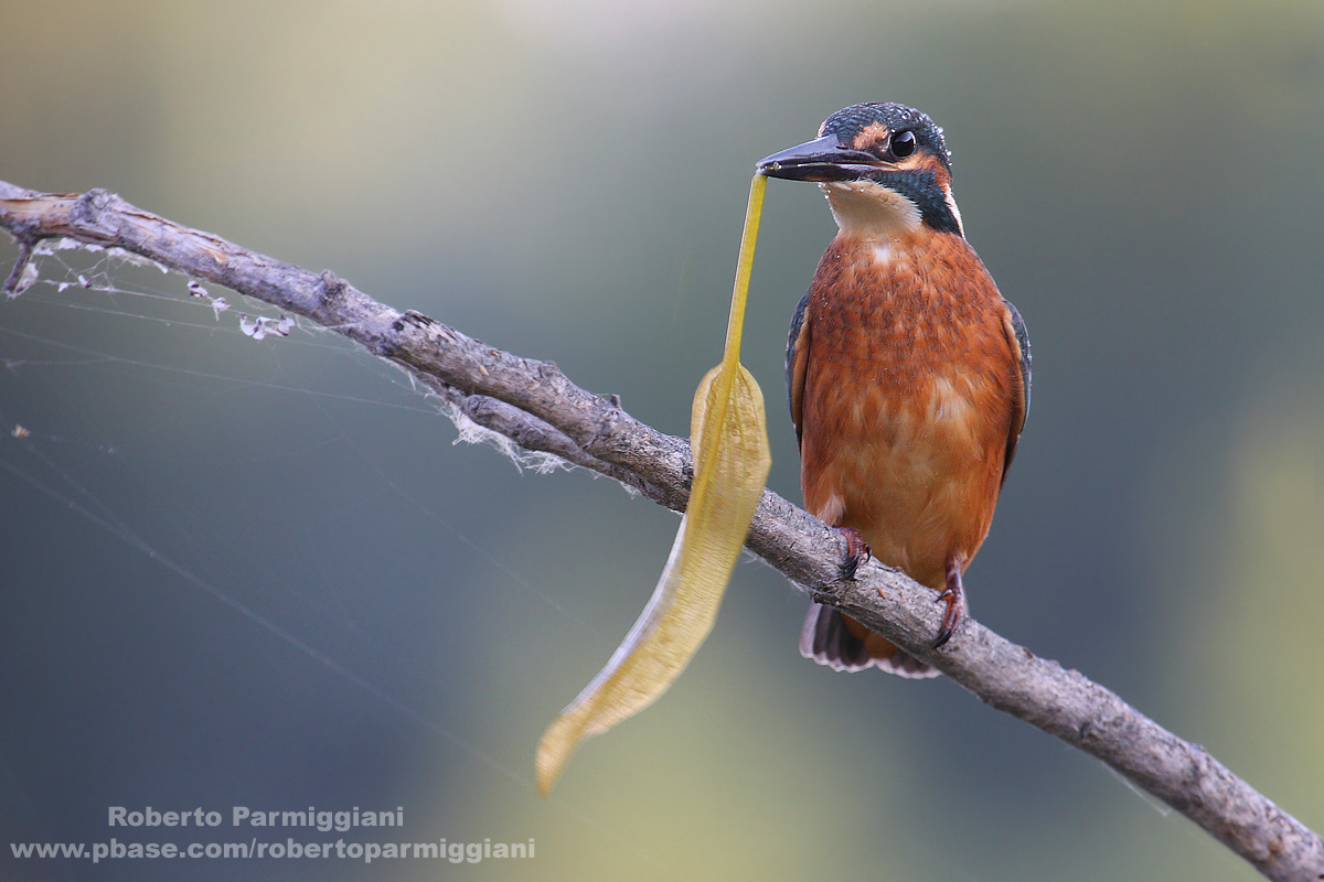 La strana preda (Martin pescatore)