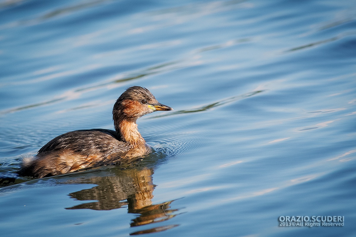 Tachybaptus ruficollis