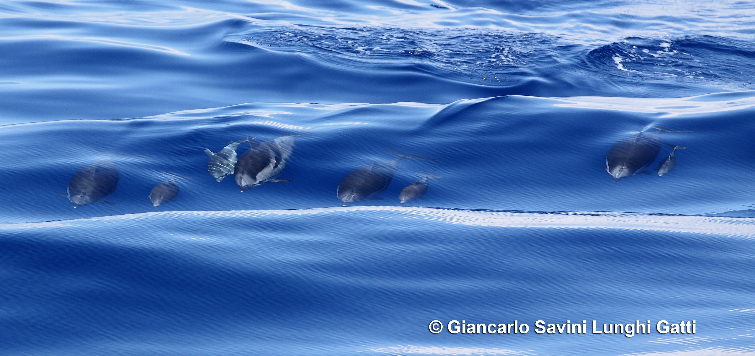 Stenelle Striate - Mar Ligure