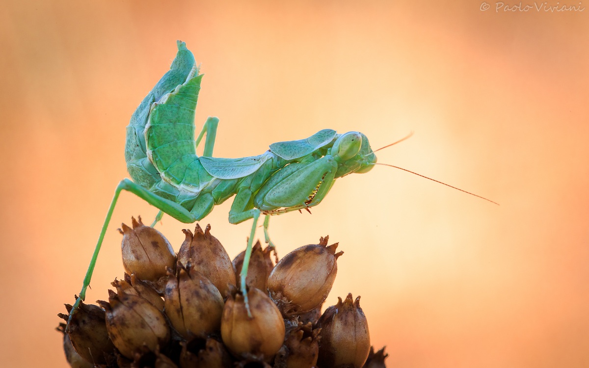 Come on .... I do not photograph ... I'm shy!
