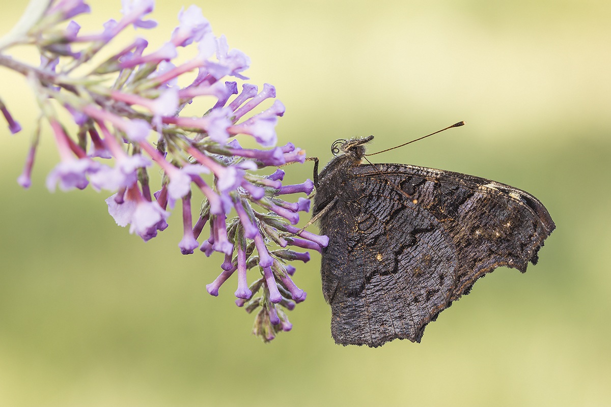 Nel Violetto Mondo..