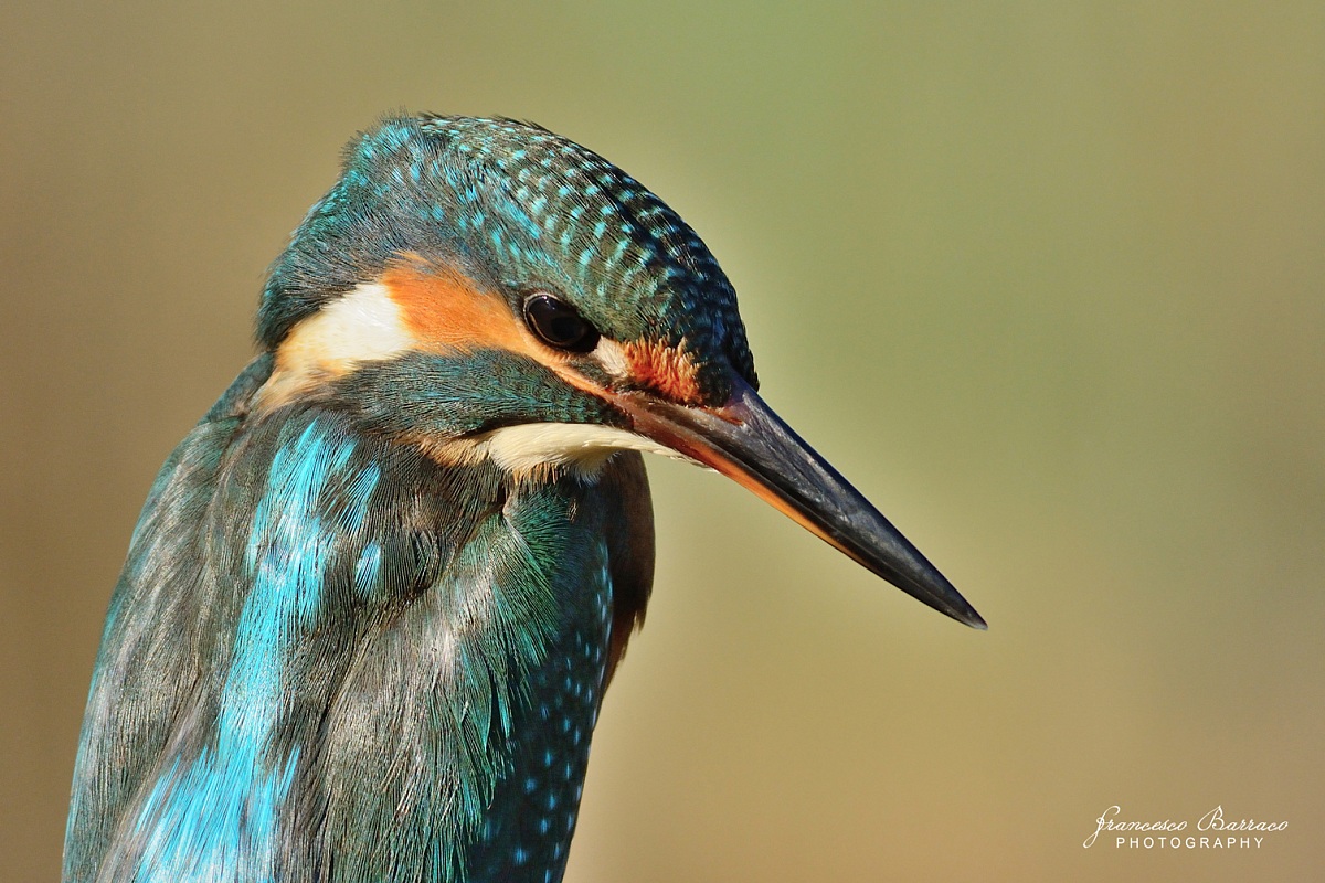 Kingfisher Portrait