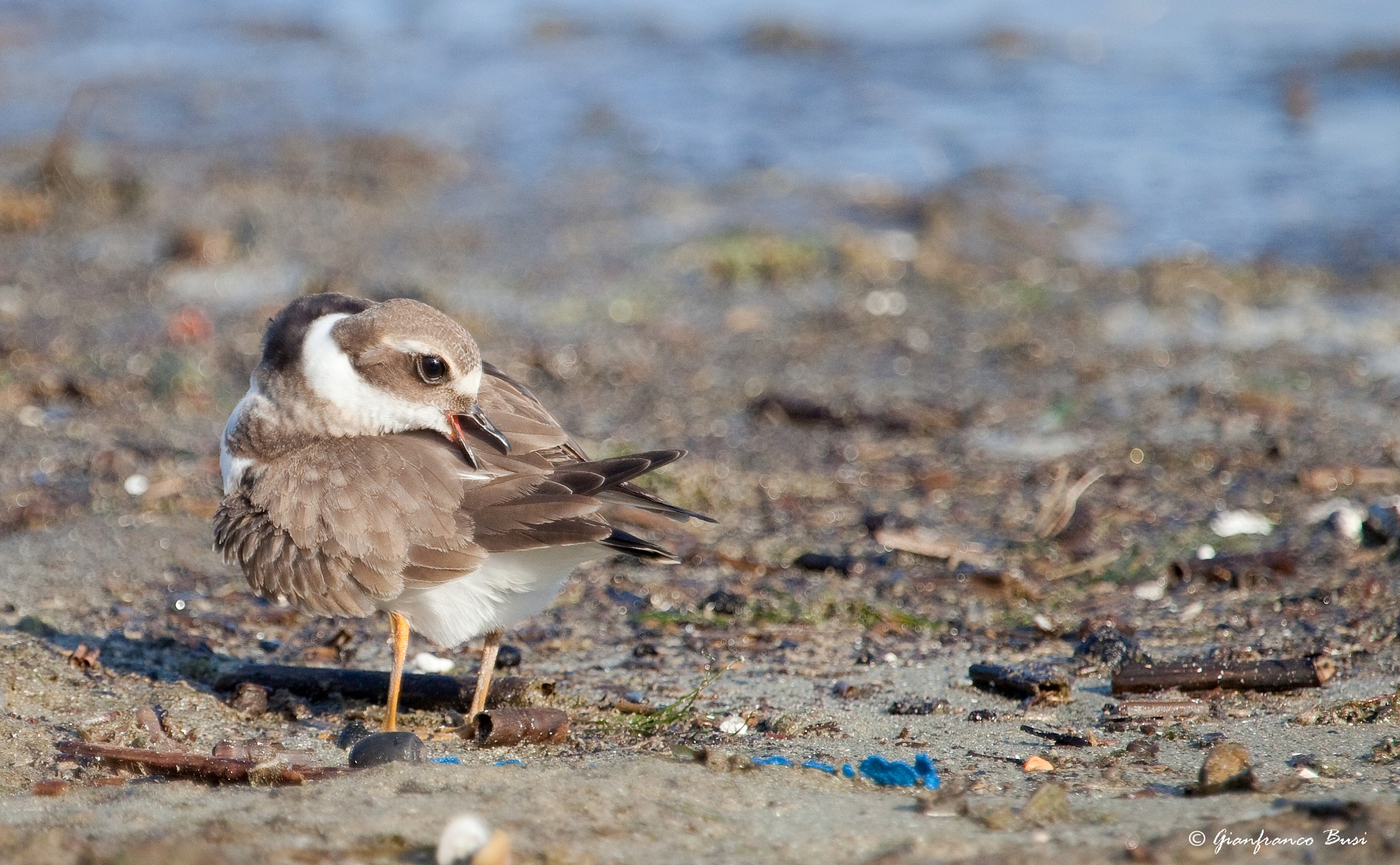 corriere grosso giovane