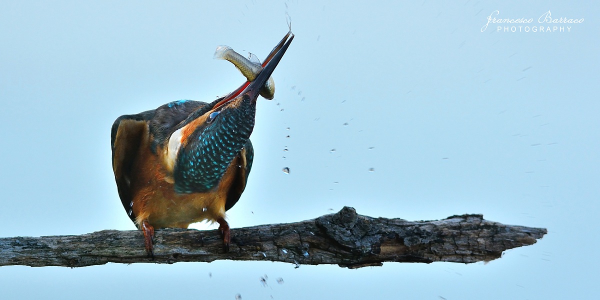 Kingfisher With Prey