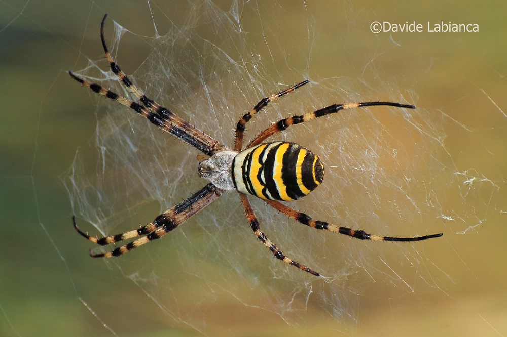 argiope brunnechi (ragno vespa)