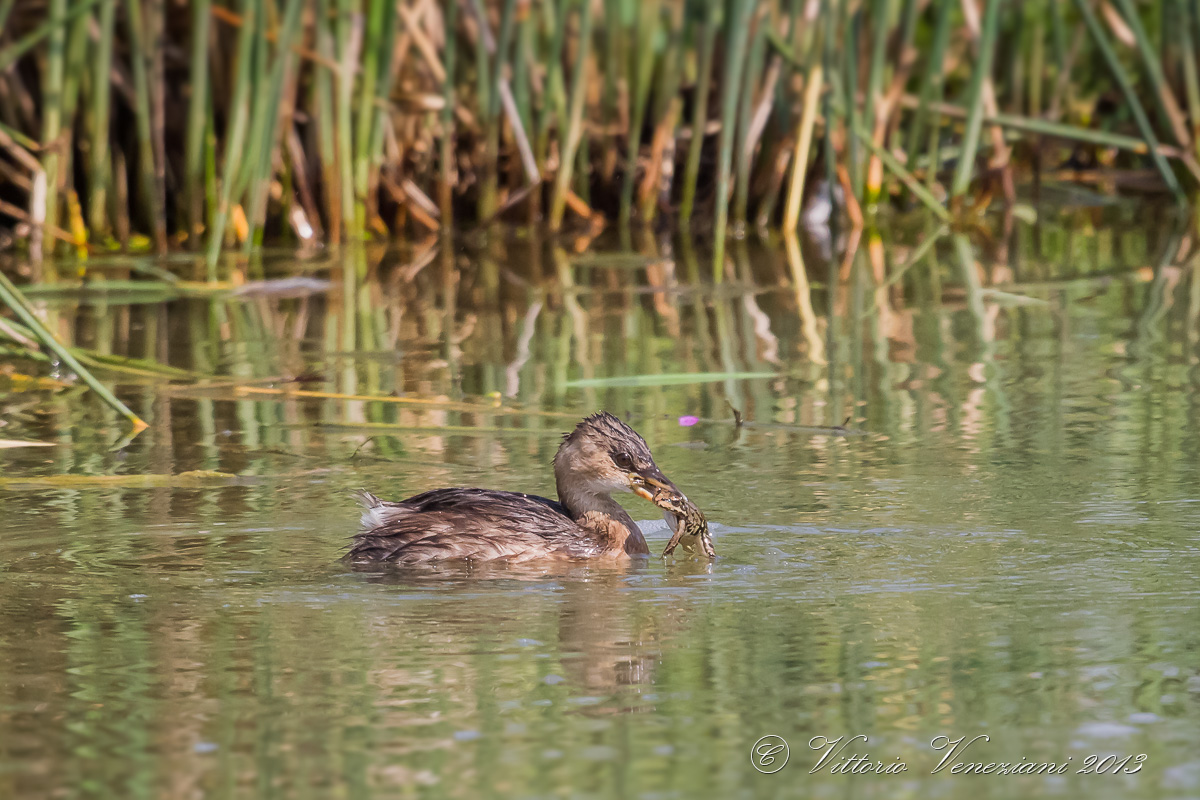 Il piccolo killer vol.I
