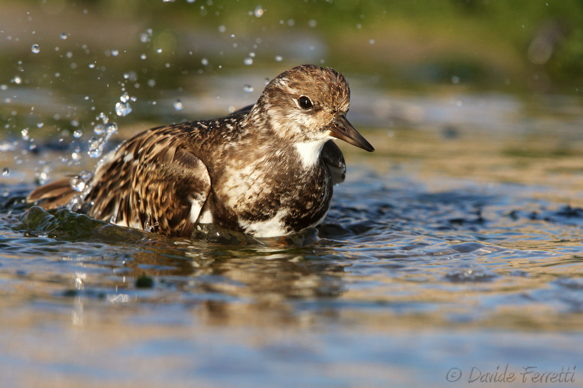 Ruddy Turnstone at sea