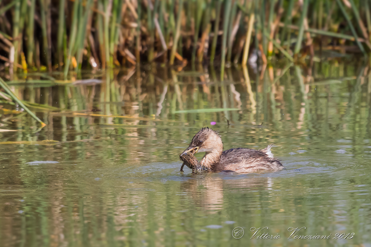Il piccolo killer vol.III