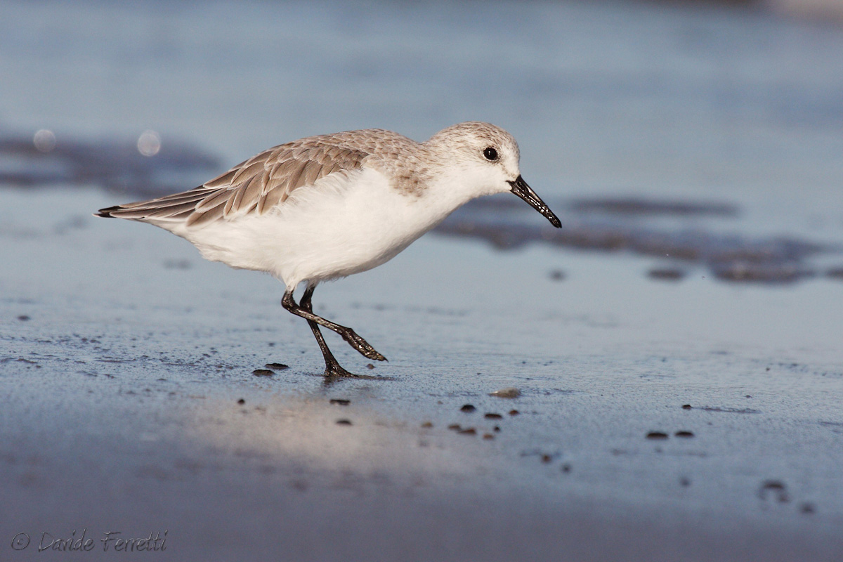 Sanderling curious