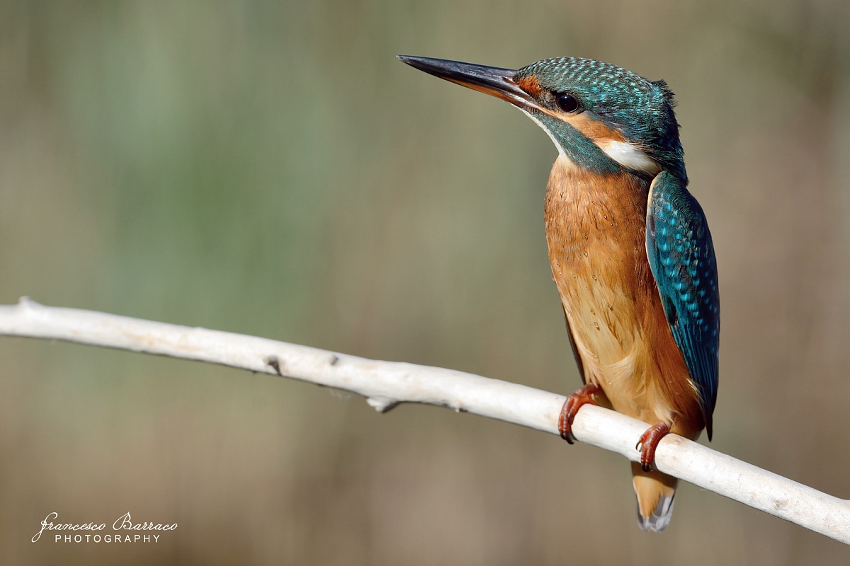 Kingfisher