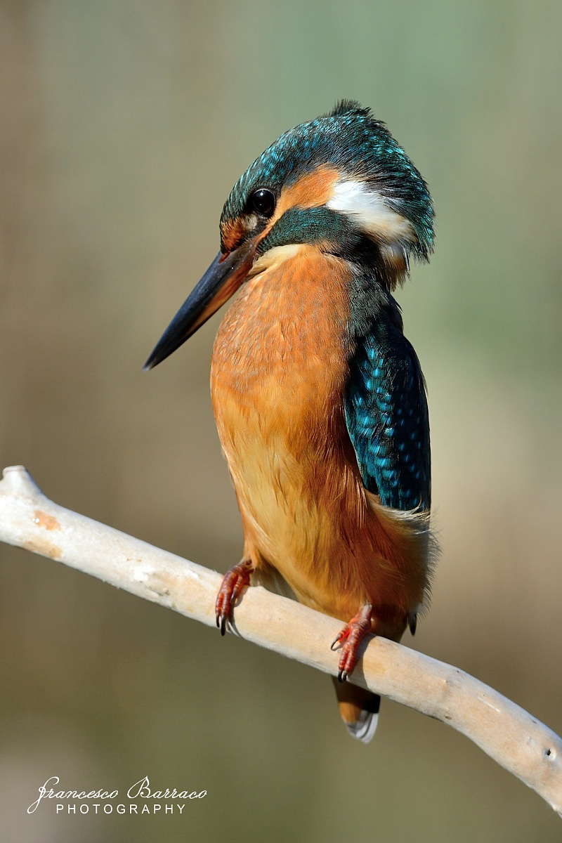 Kingfisher