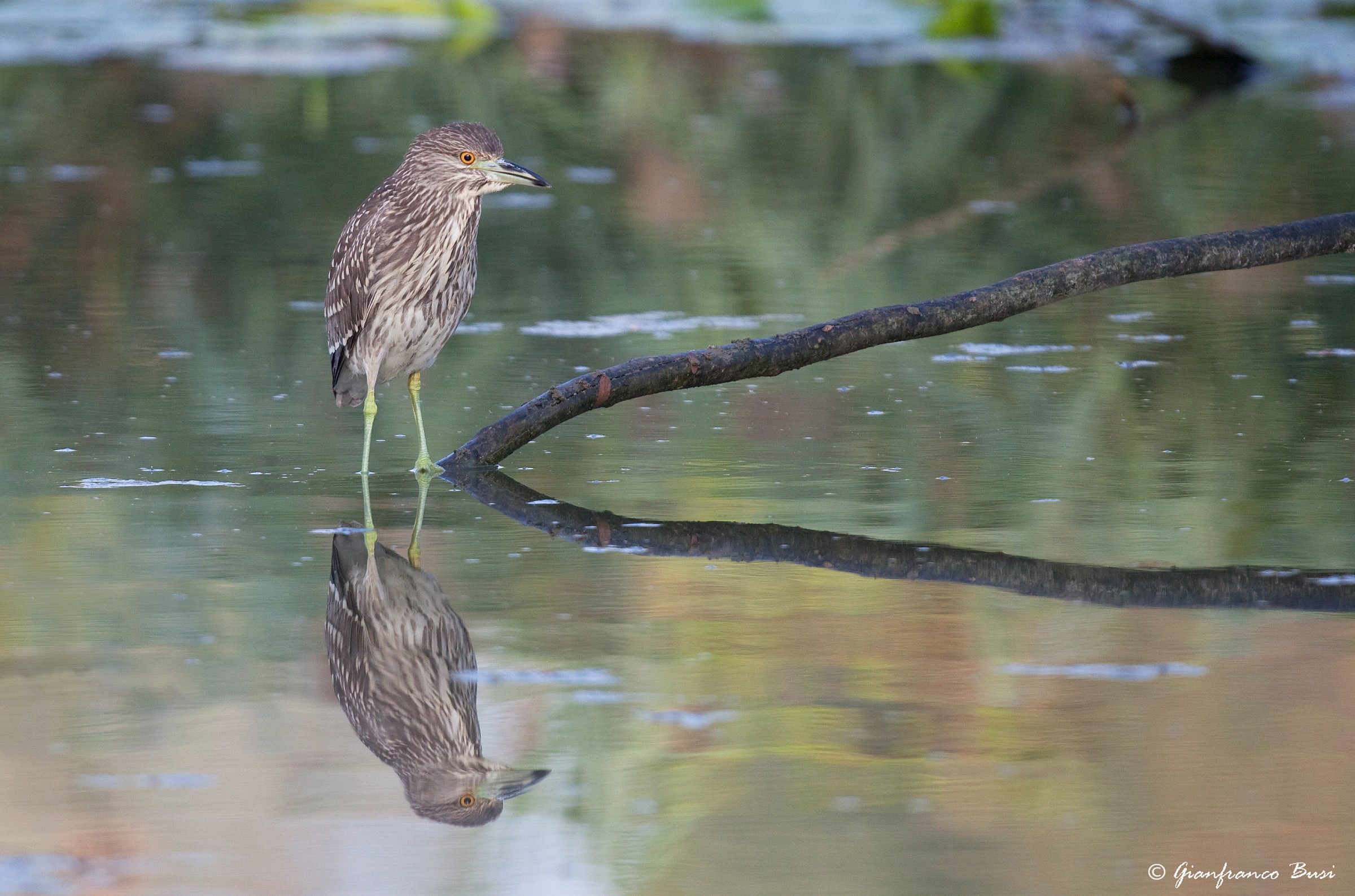 nitticora - nycticorax nycticorax