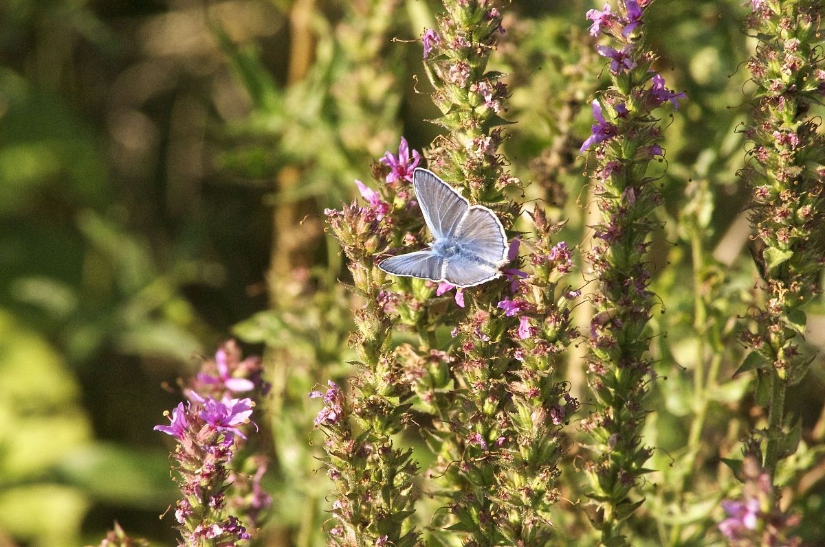 Butterfly Blue