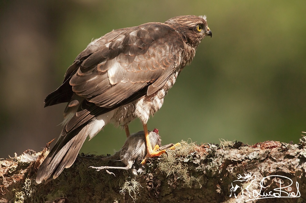 Sparviero con preda