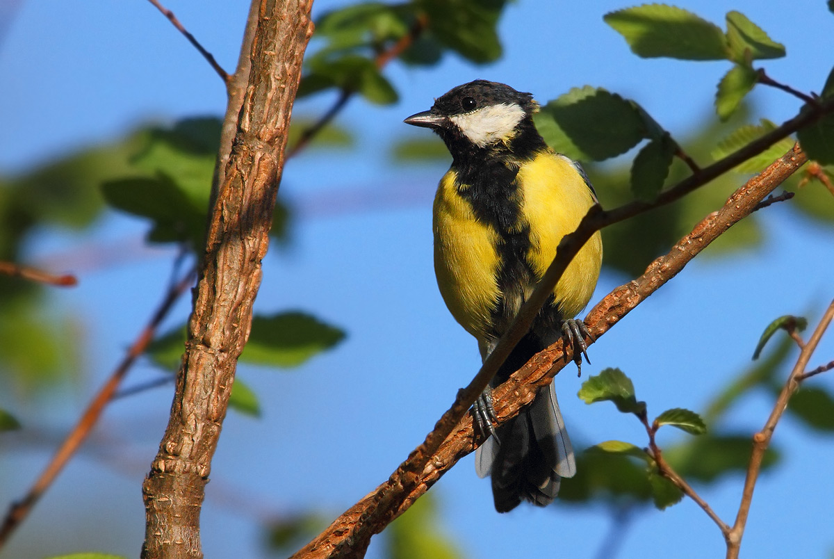 great tit
