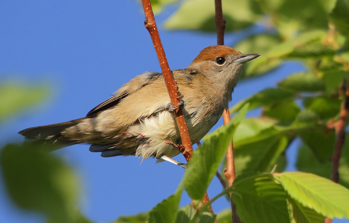 blackcap