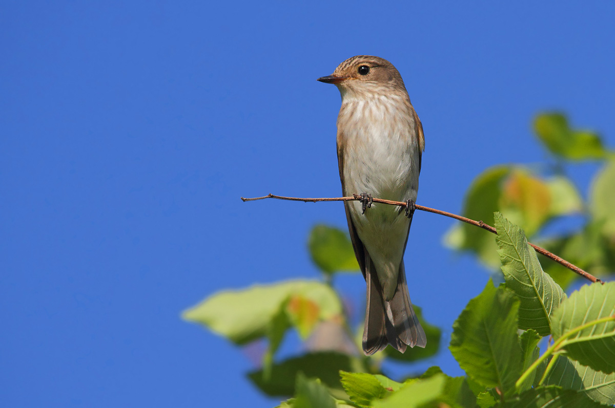 flycatcher