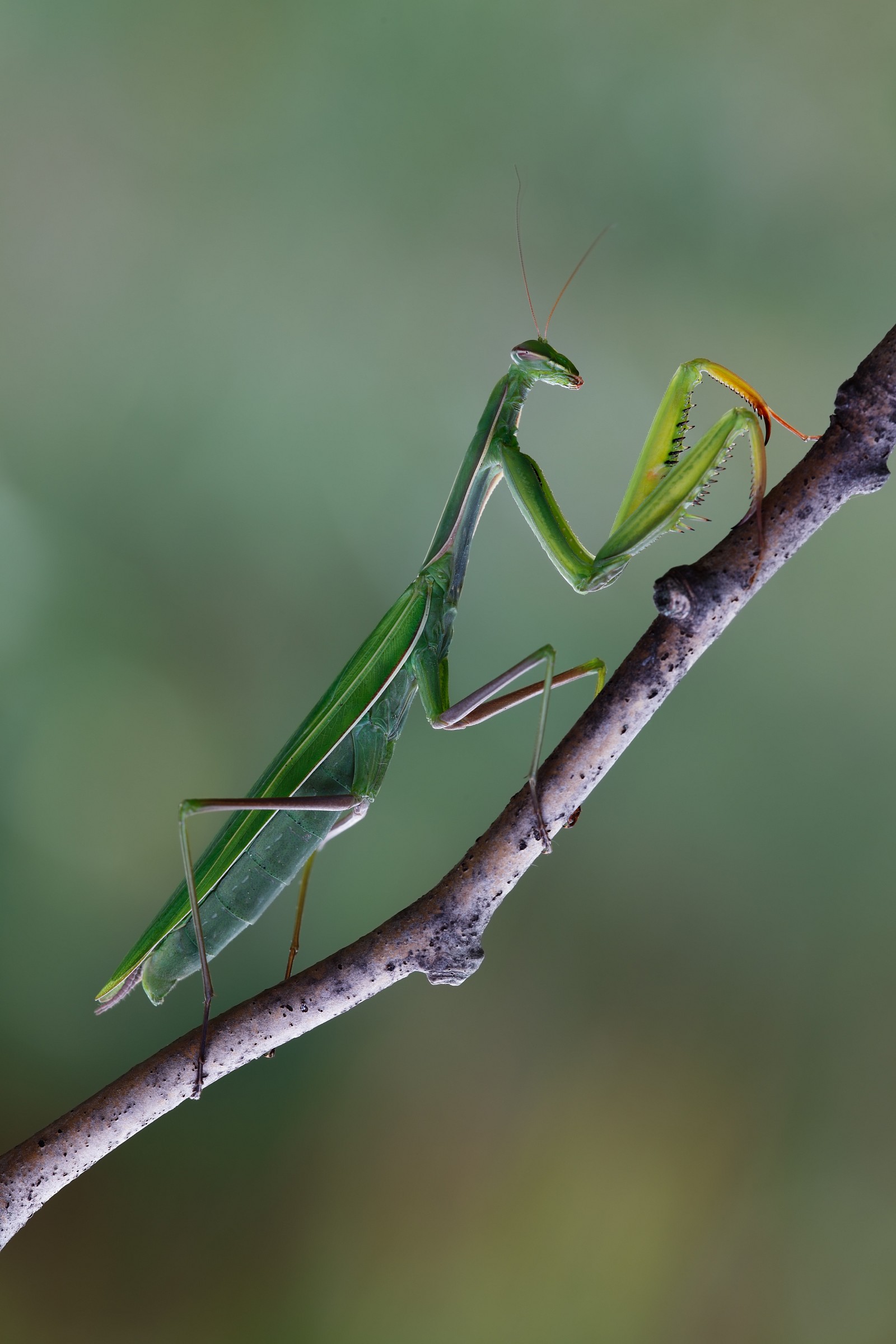 Finally, the mantis!