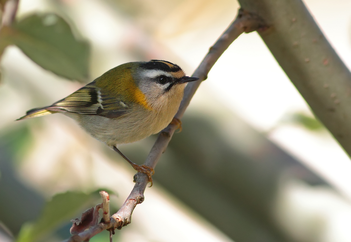 Firecrest