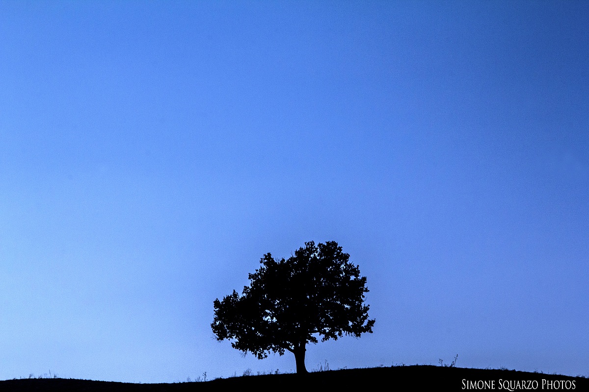 Lonely Tree