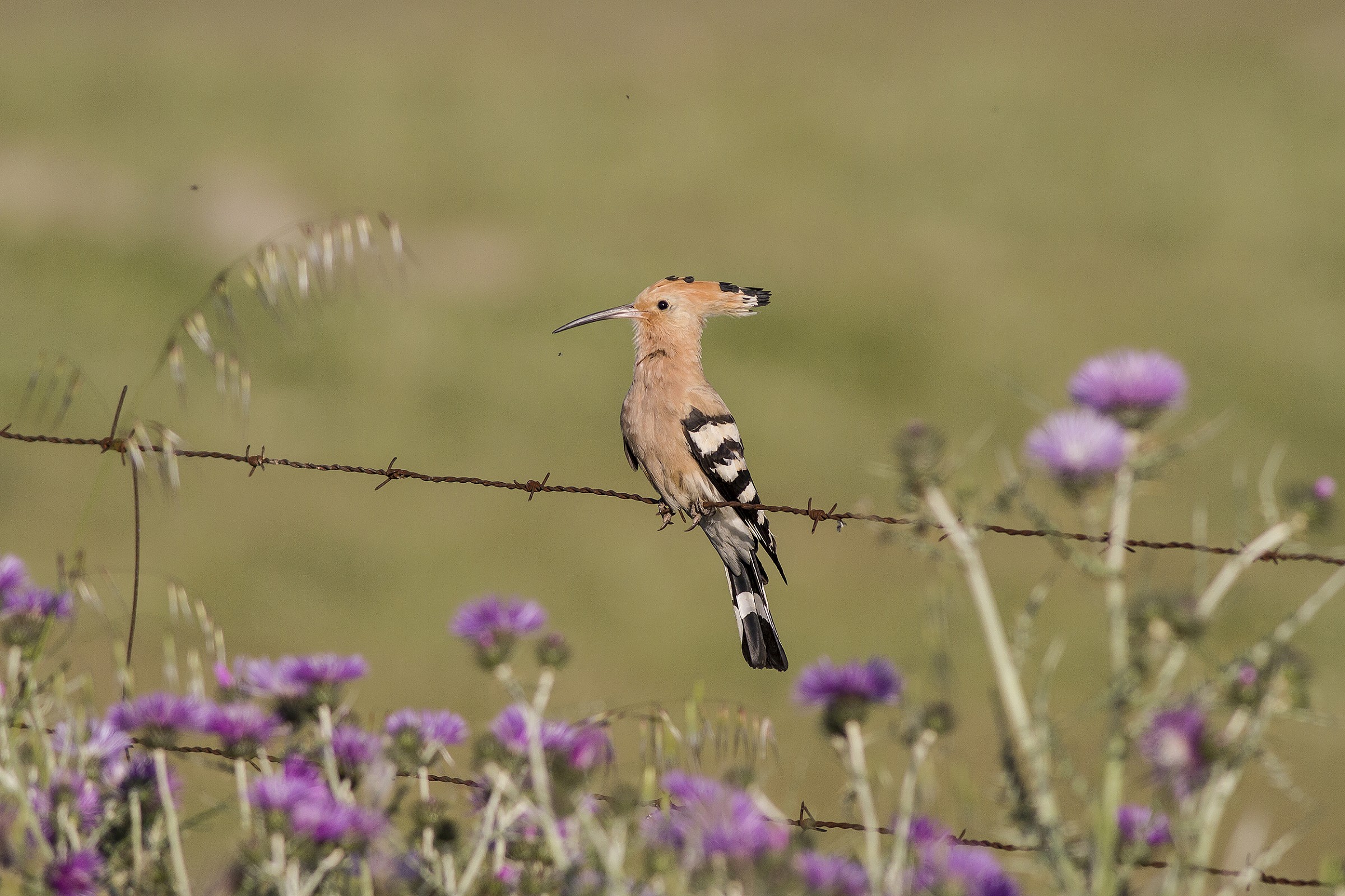 Hoopoe